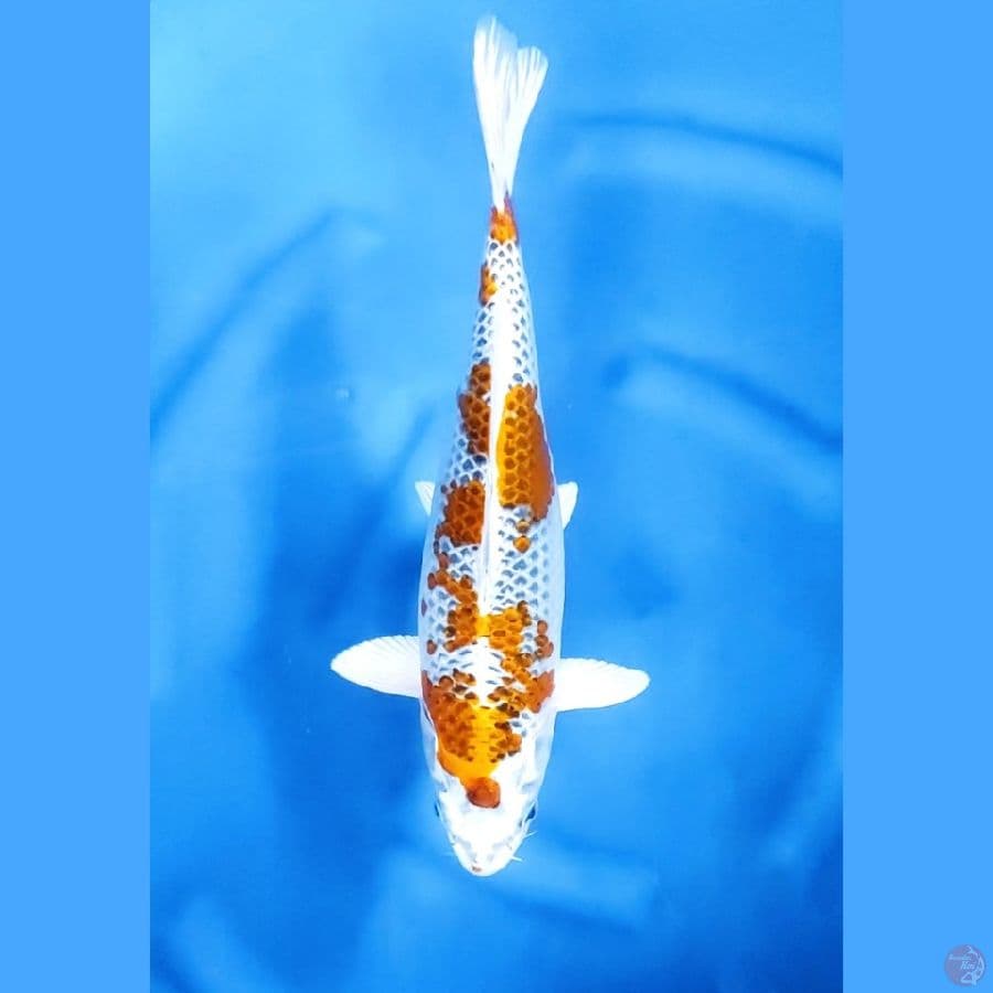 40CM # KIRIN KUJAKU - F