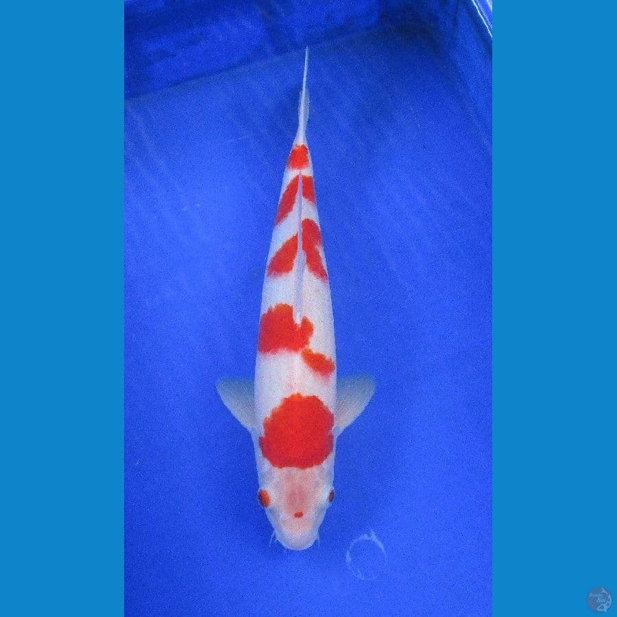 kohaku ±38cm