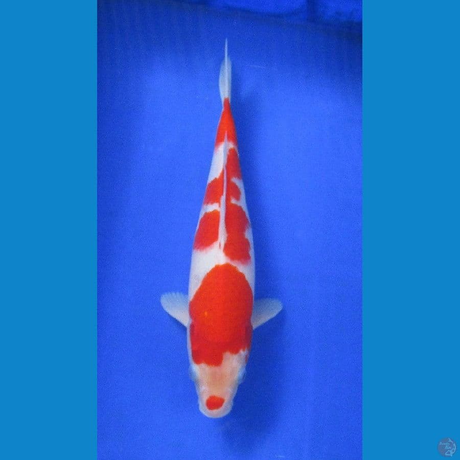 kohaku ±37cm