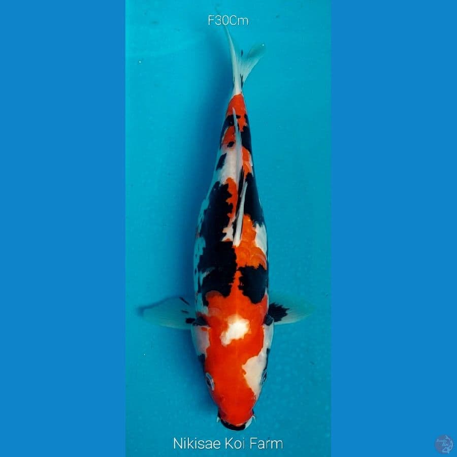 Beni Kumon Aragoke F30Cm