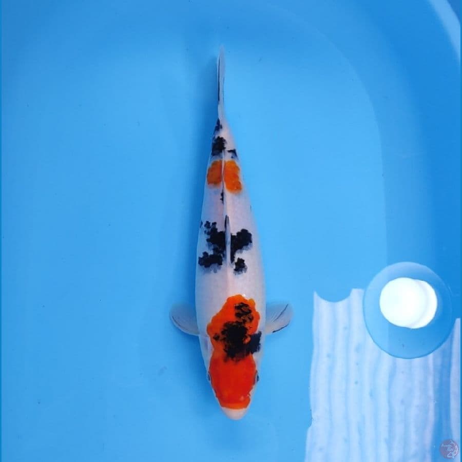 SANKE 35CM - FEEMALE