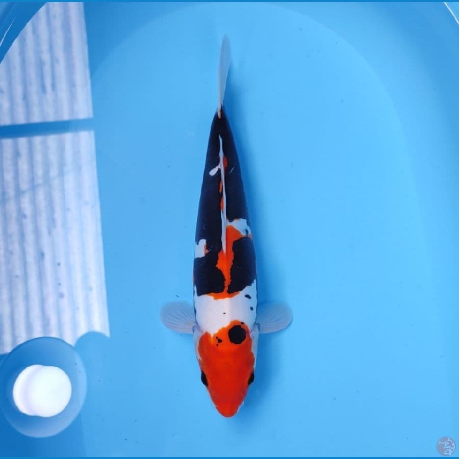 SHOWA DOITSU 35 CM - FEEMALE 