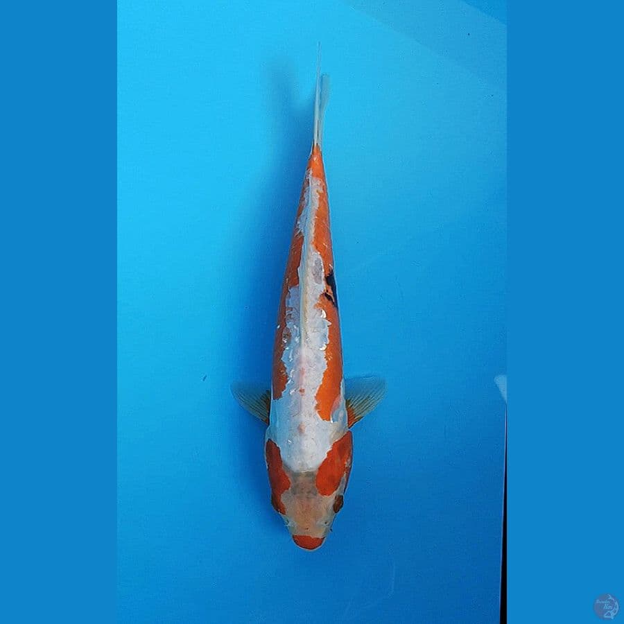 Koshui pelengkap kolam 32+cm