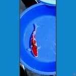 sanke F 36 cm 