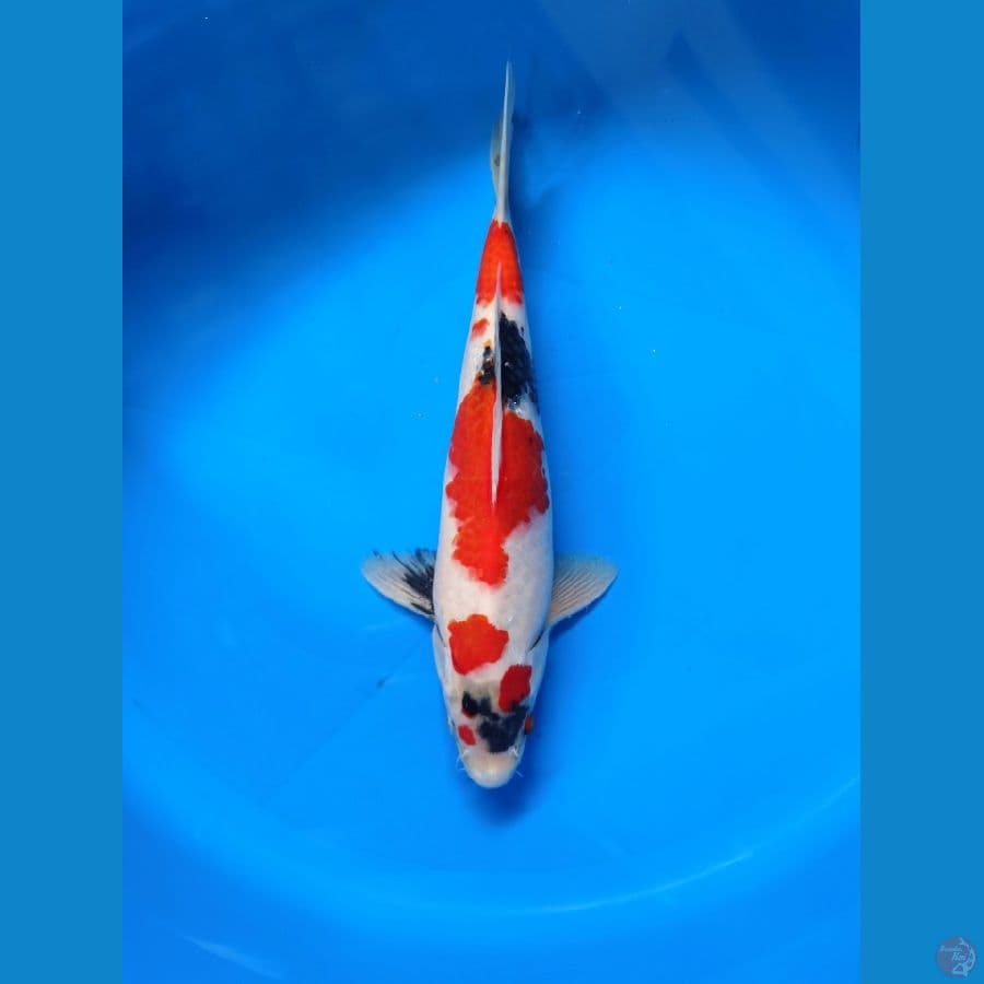 showa tategoi halus M 33cm