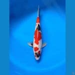 showa tategoi halus M 33cm