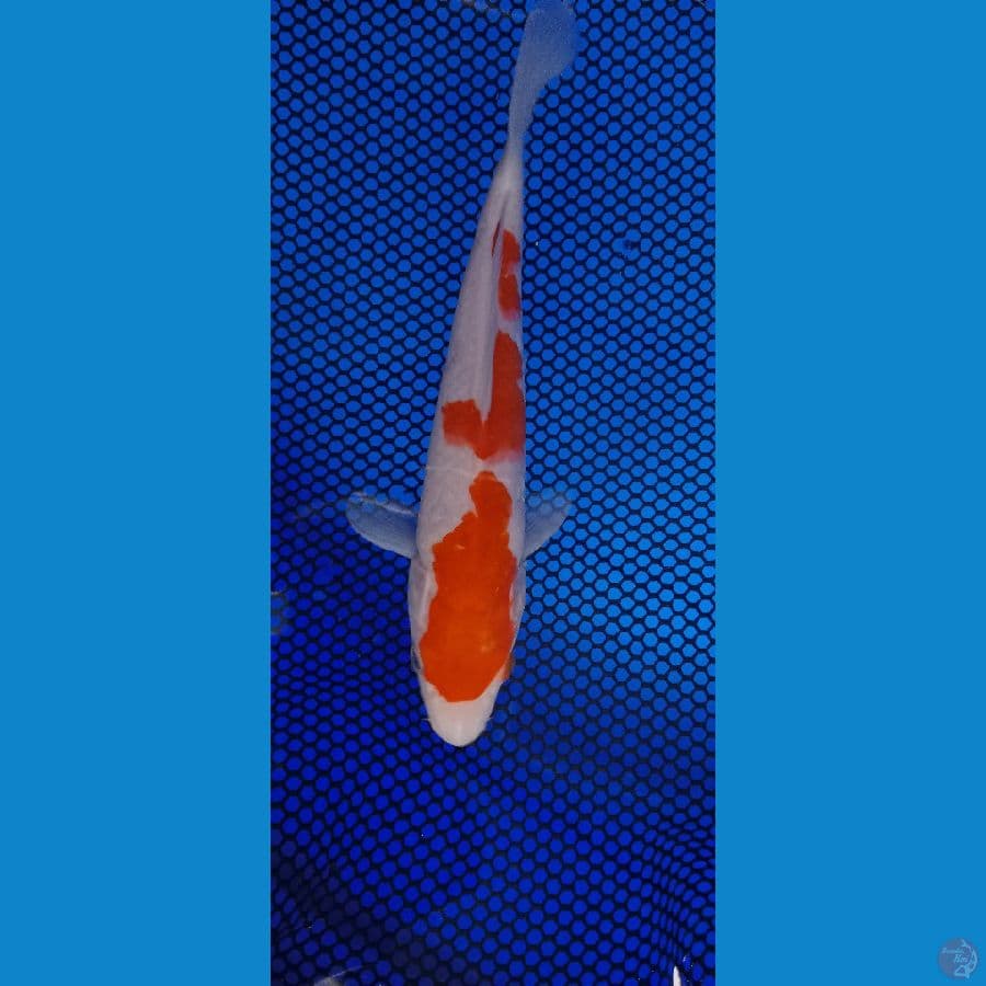 23 cm
