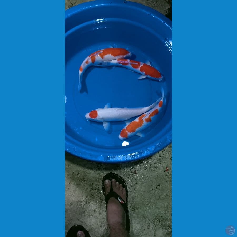 36-40 CM 4 EKOR 