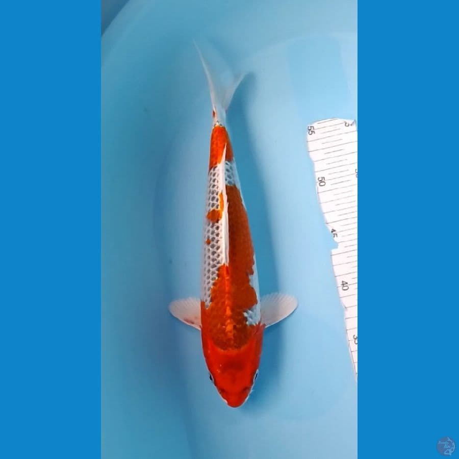 Kujaku 33cm (F)