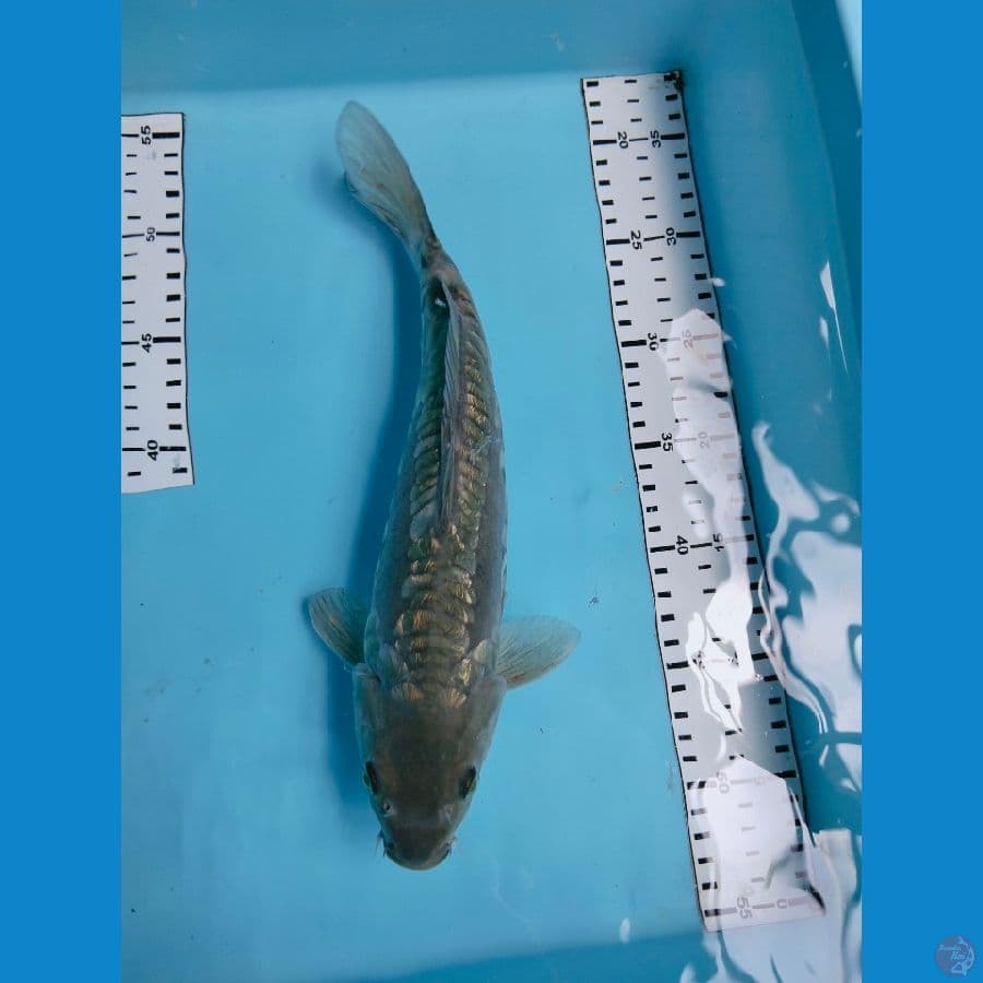soragoi aragoke ginrin 32cm