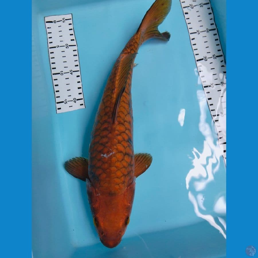 cagoi sisik naga 39cm