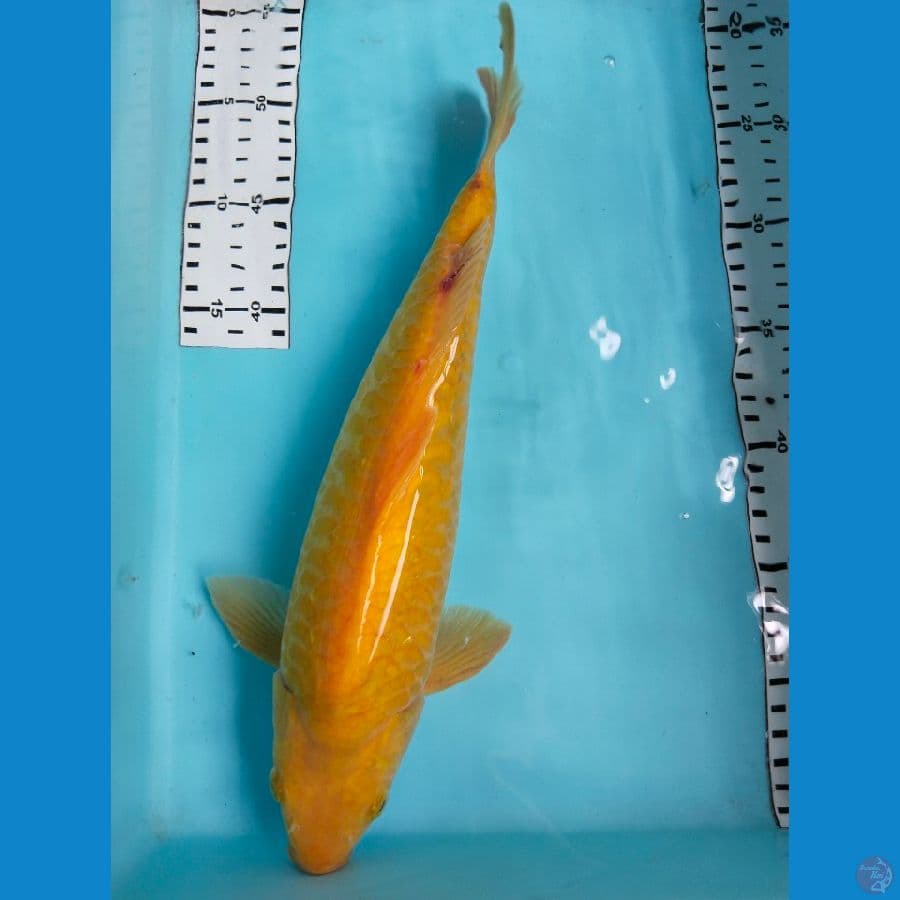 karasi sisik naga 35cm