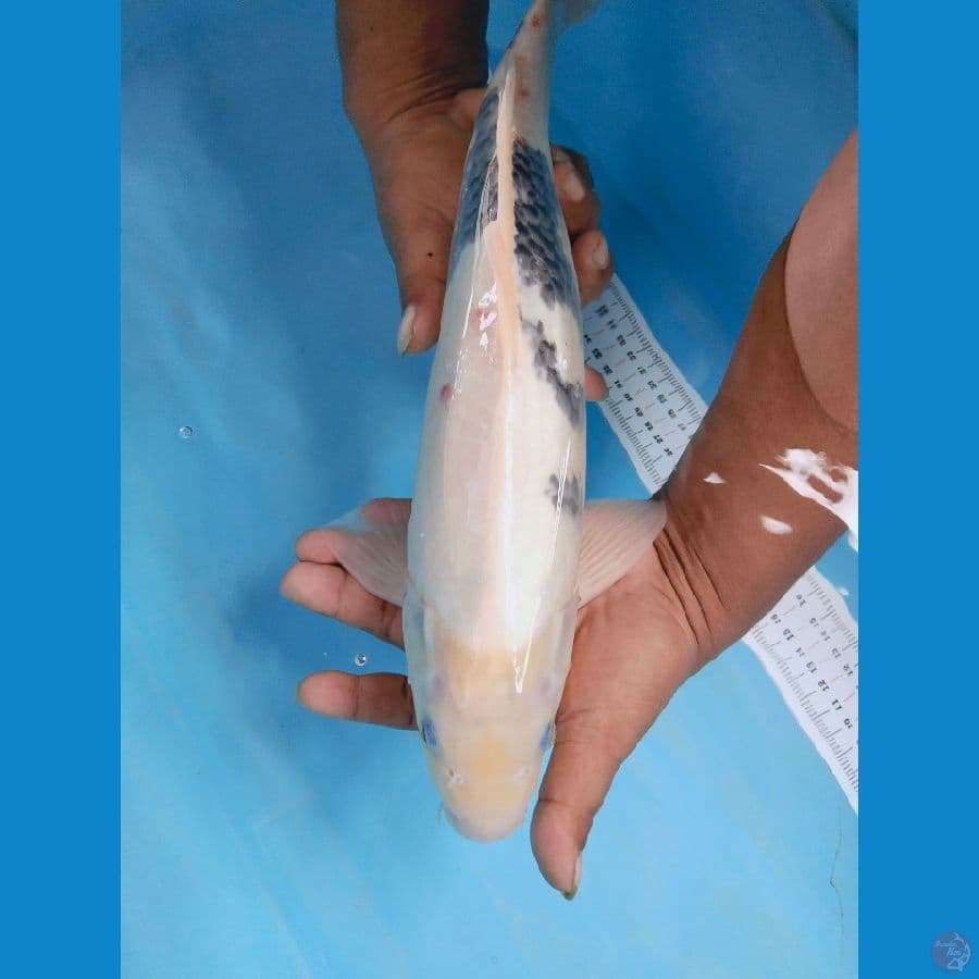 shiro tategoi jantan 44cm