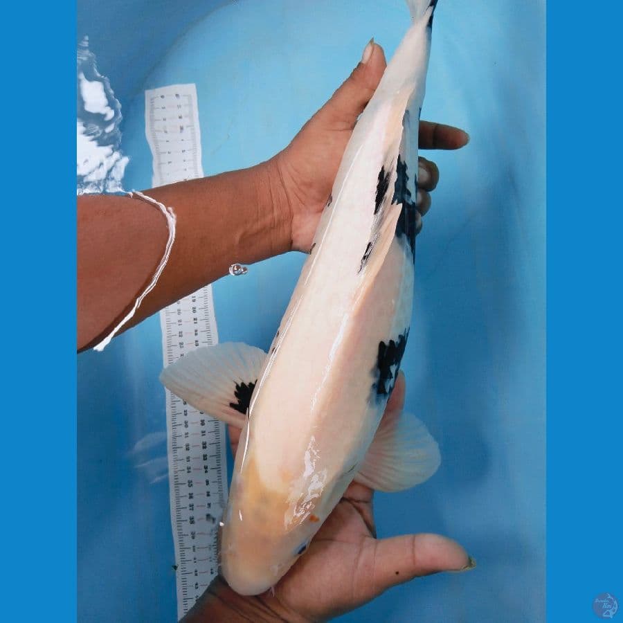 shiro tategoi jantan 47cm