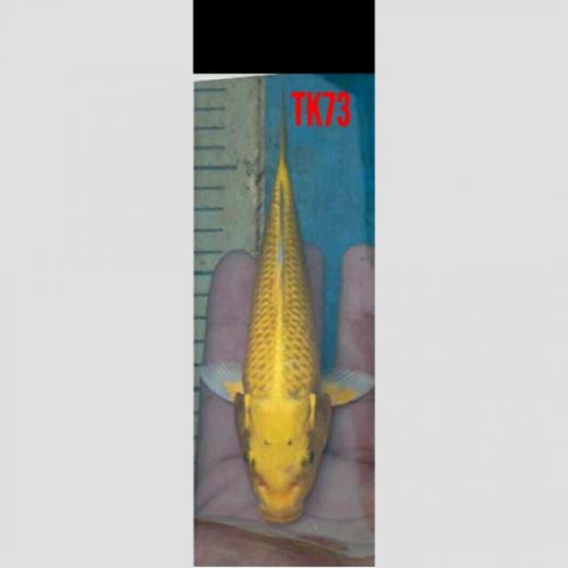 si kuning cilik (yamabuki ogon)