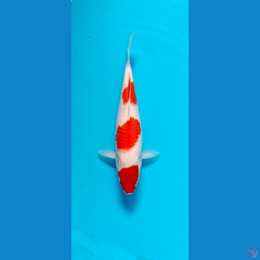 kohaku 25cm