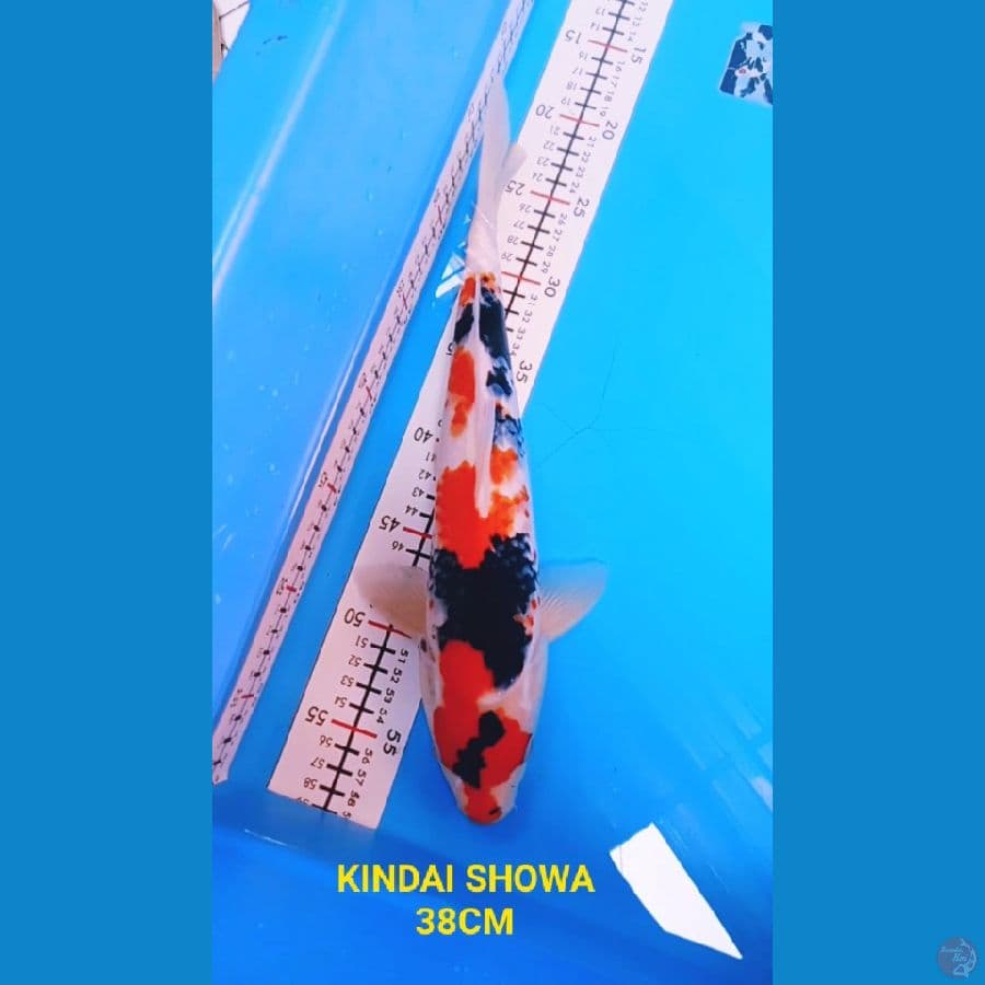 kindai showa