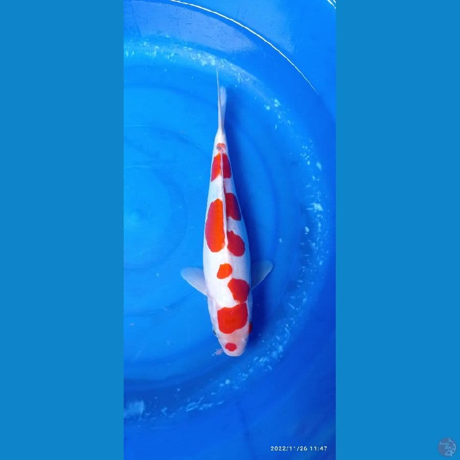 kohaku doit 34cm