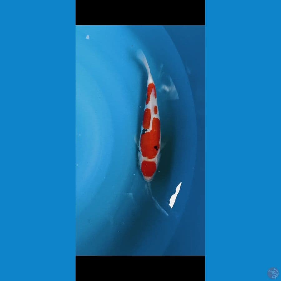 maruten sanke doit 33cm