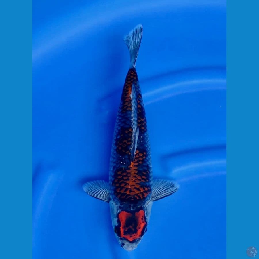 35cm ,Budo Goshiki