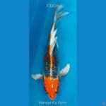 B'fly Kujaku F32Cm