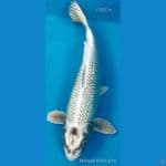 Mukasi Ginrin F30Cm