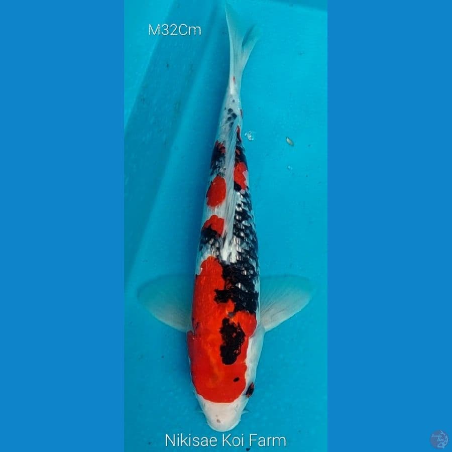 Sanke M32Cm