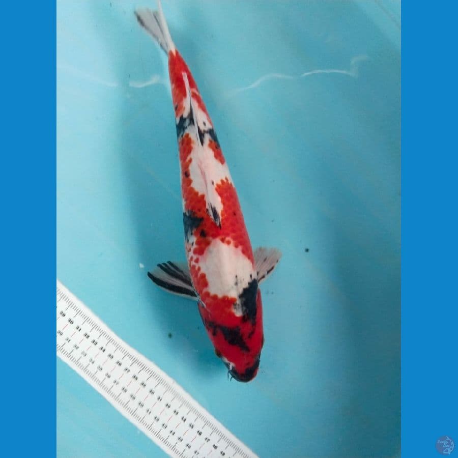 showa 37cm jantan