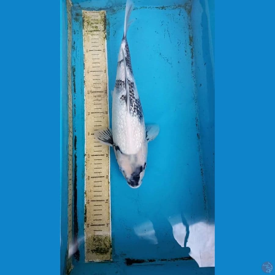 Shiro ginrin 38cm