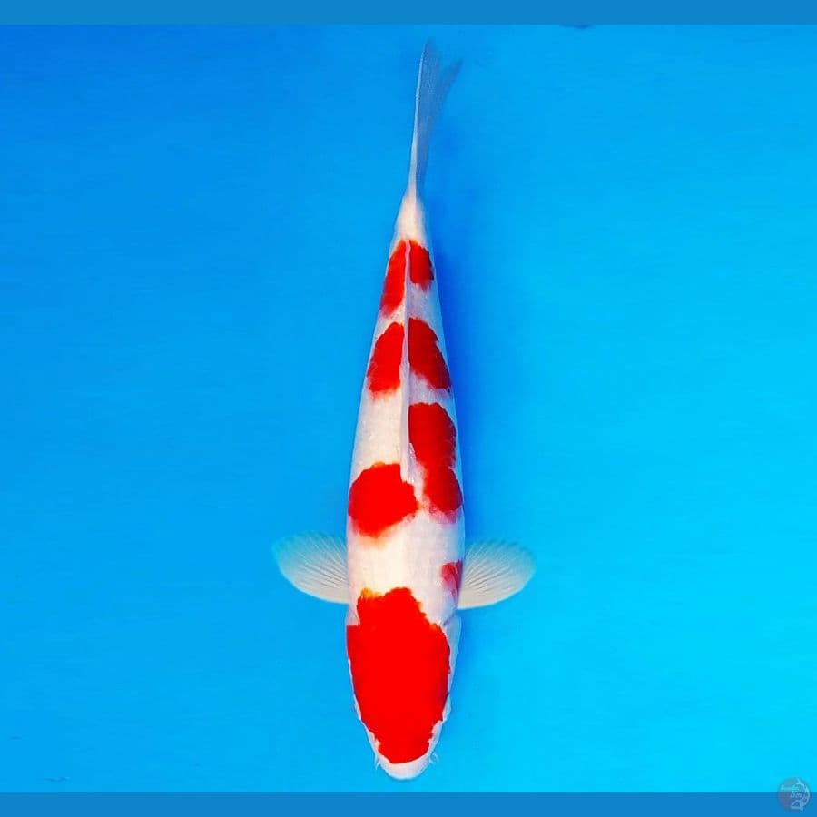 RONIN 12 ~ Kohaku 35 cm/male ™