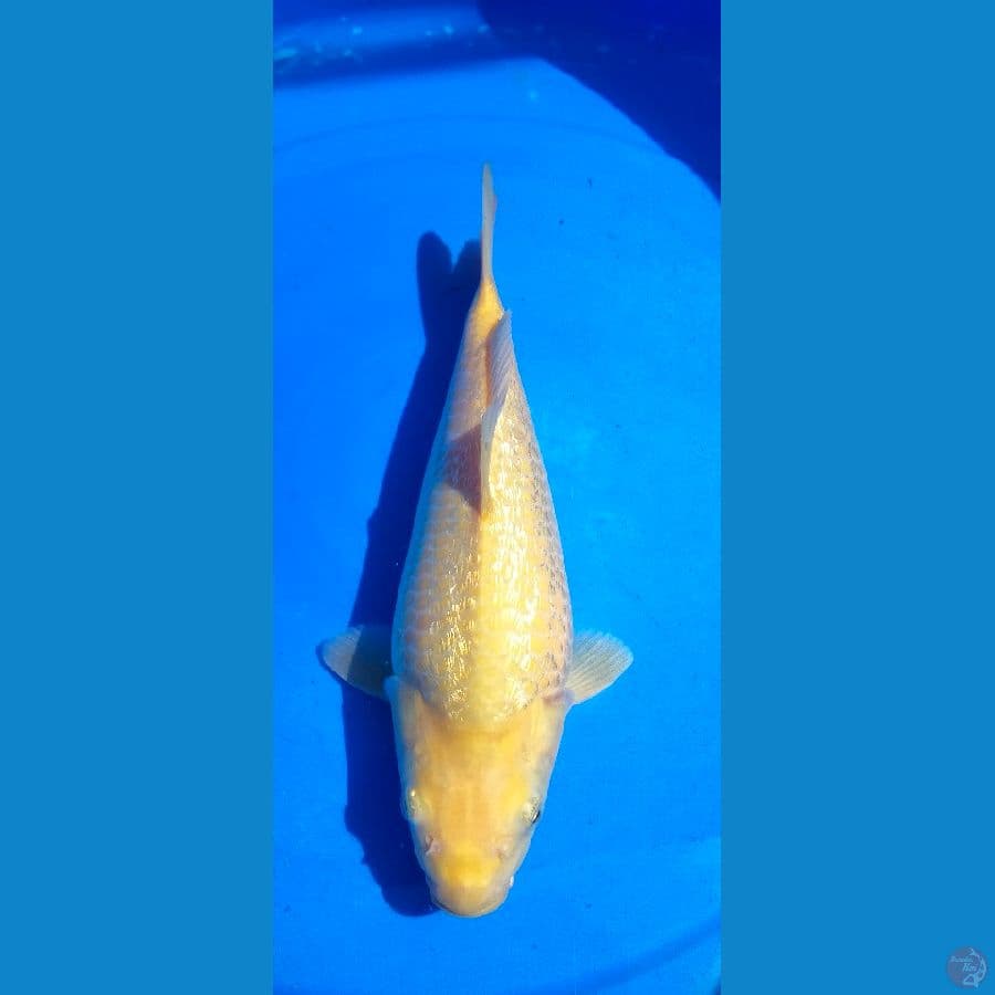 karasi ginrin 29cm