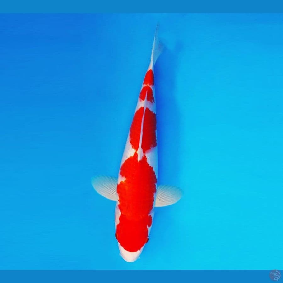 RONIN 16 ~ Kohaku 36 cm/male ™
