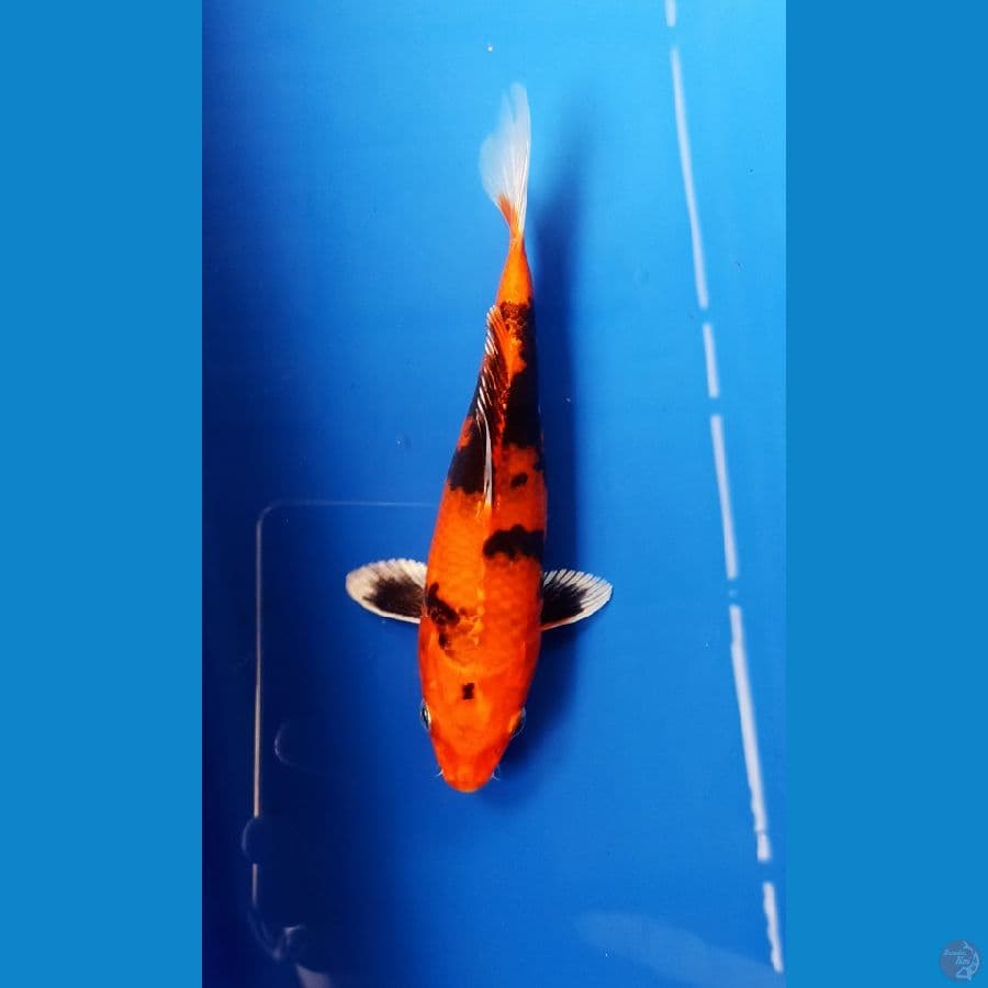 Showa hikari 18cm