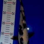 Shiro 31cm