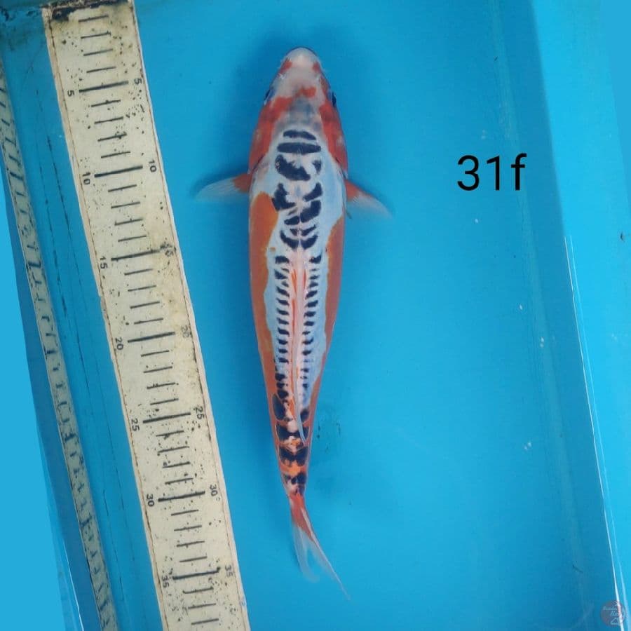 shusui, 31cm female