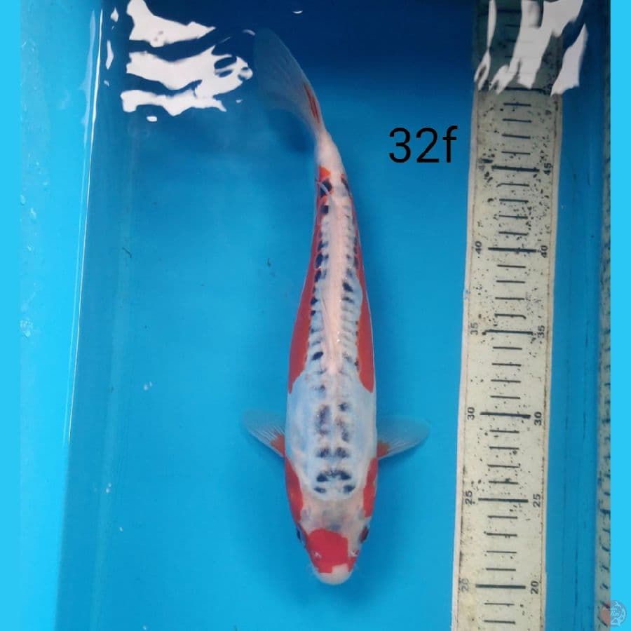 shusui, 32cm female