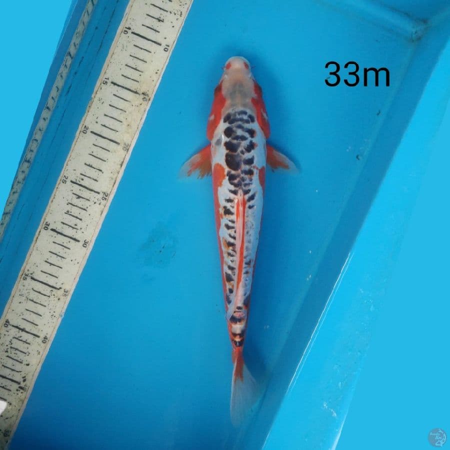 shusui, 33cm male