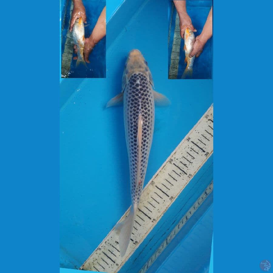 asagi, 34cm female