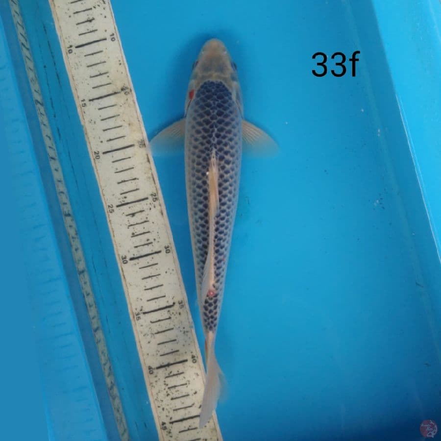 asagi, 33cm femael