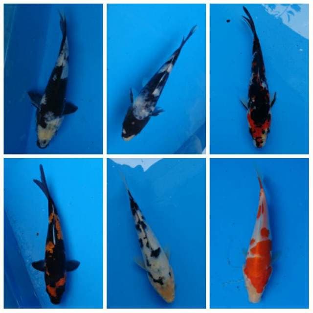 Mix Shiro, Showa, Kohaku Ori F1