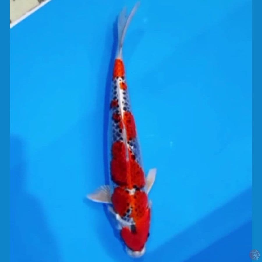 male 29 cm