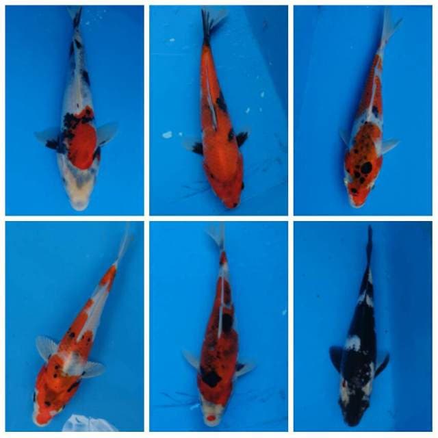 Mix Showa, Shiro F1