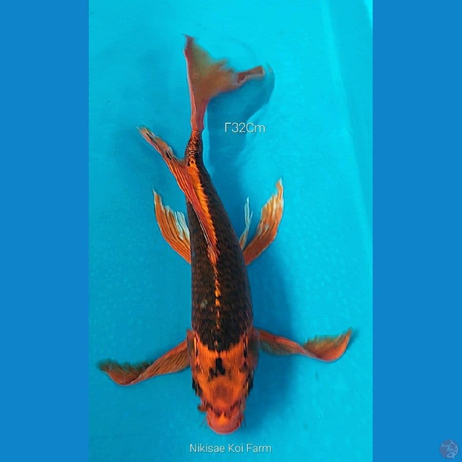 B'fly Matsuba M32Cm