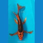 B'fly Matsuba M32Cm