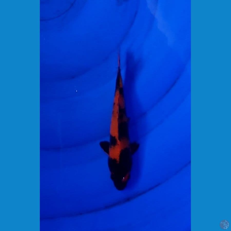 Hi Utsuri 17cm