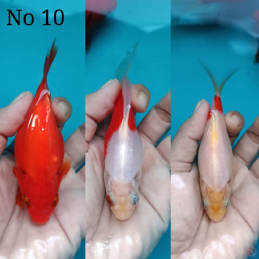 Paket 3 ekor tamasaba