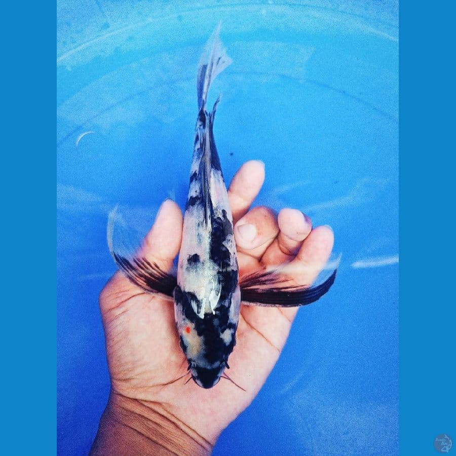shiro kumpay 30bu
