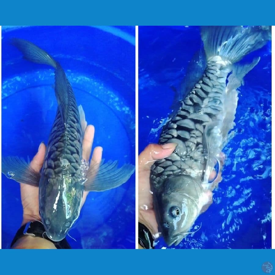 kumpay soragoi sisik naga 41 jantan 