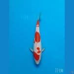 Kohaku 22 cm