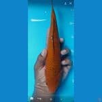 karamel